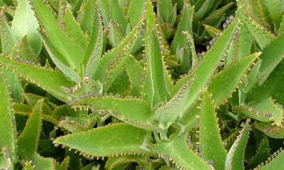 Kalanchoe Tincture fir d'Behandlung vu Variikose Venen